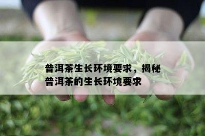 普洱茶生长环境要求，揭秘普洱茶的生长环境要求