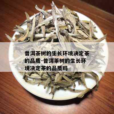 普洱茶树的生长环境决定茶的品质-普洱茶树的生长环境决定茶的品质吗