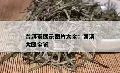 普洱茶展示图片大全：高清大图全览