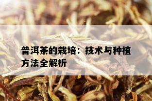 普洱茶的栽培：技术与种植方法全解析