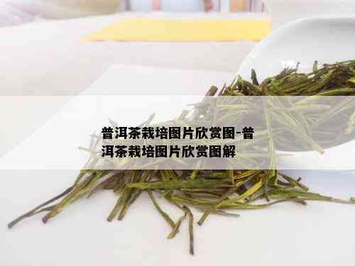 普洱茶栽培图片欣赏图-普洱茶栽培图片欣赏图解