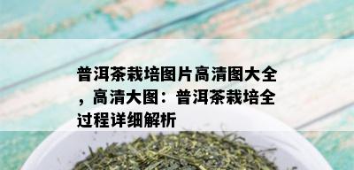 普洱茶栽培图片高清图大全，高清大图：普洱茶栽培全过程详细解析