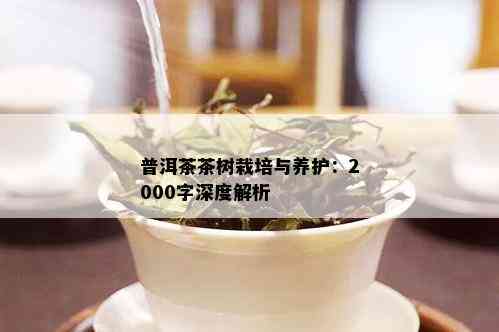 普洱茶茶树栽培与养护：2000字深度解析