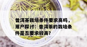 普洱茶栽培条件要求高吗，用户探讨：普洱茶的栽培条件是否要求较高？