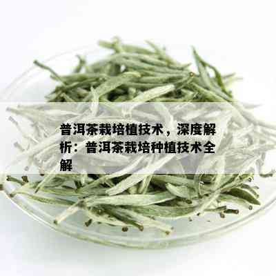 普洱茶栽培植技术，深度解析：普洱茶栽培种植技术全解