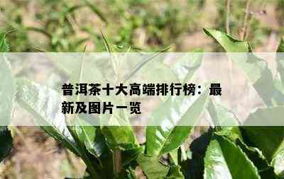 普洱茶十大高端排行榜：最新及图片一览