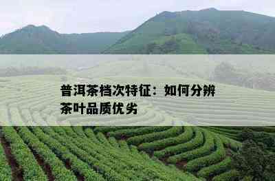 普洱茶档次特征：如何分辨茶叶品质优劣