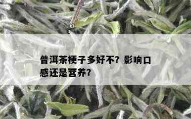 普洱茶梗子多好不？影响口感还是营养？