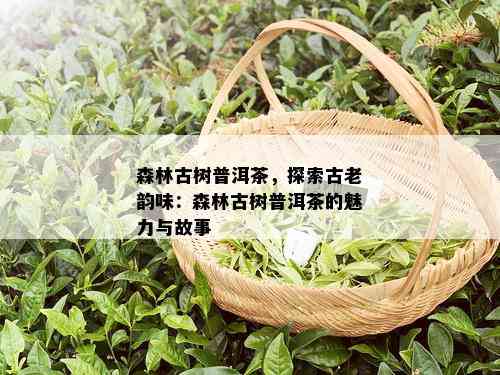 森林古树普洱茶，探索古老韵味：森林古树普洱茶的魅力与故事