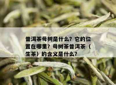 普洱茶母树是什么？它的位置在哪里？母树茶普洱茶（生茶）的含义是什么？