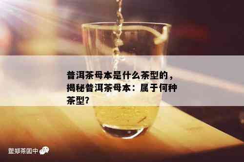 普洱茶母本是什么茶型的，揭秘普洱茶母本：属于何种茶型？