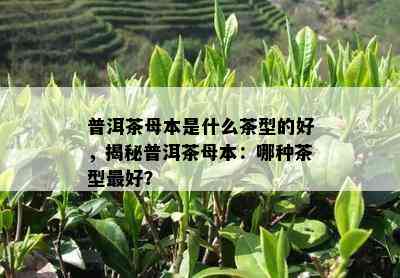 普洱茶母本是什么茶型的好，揭秘普洱茶母本：哪种茶型更好？