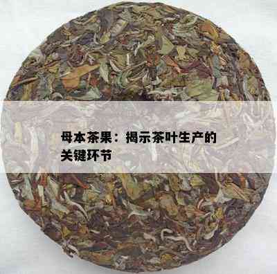 母本茶果：揭示茶叶生产的关键环节