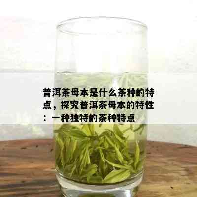 普洱茶母本是什么茶种的特点，探究普洱茶母本的特性：一种独特的茶种特点