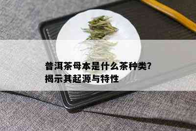 普洱茶母本是什么茶种类？揭示其起源与特性