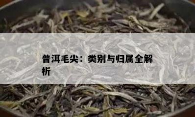 普洱毛尖：类别与归属全解析