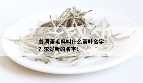 普洱茶毛料叫什么茶叶名字？求好听的名字！