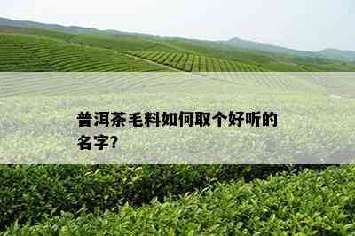 普洱茶毛料如何取个好听的名字？