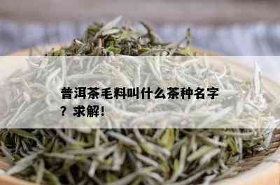 普洱茶毛料叫什么茶种名字？求解！