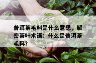 普洱茶毛料是什么意思，解密茶叶术语：什么是普洱茶毛料？