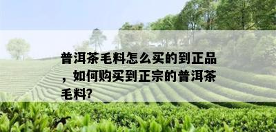 普洱茶毛料怎么买的到正品，如何购买到正宗的普洱茶毛料？