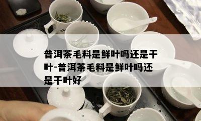 普洱茶毛料是鲜叶吗还是干叶-普洱茶毛料是鲜叶吗还是干叶好