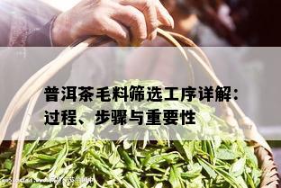 普洱茶毛料筛选工序详解：过程、步骤与重要性