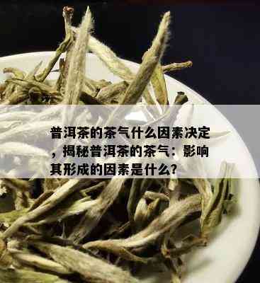 普洱茶的茶气什么因素决定，揭秘普洱茶的茶气：影响其形成的因素是什么？