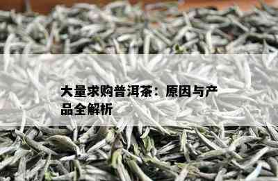 大量求购普洱茶：原因与产品全解析