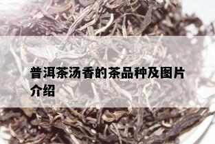 普洱茶汤香的茶品种及图片介绍