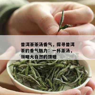 普洱茶茶汤香气，探寻普洱茶的香气魅力：一杯茶汤，领略大自然的馈赠