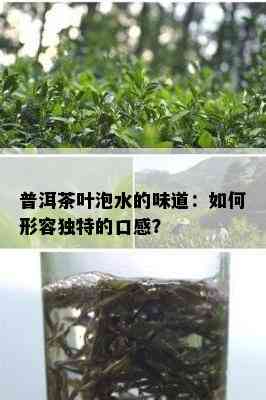 普洱茶叶泡水的味道：如何形容独特的口感？