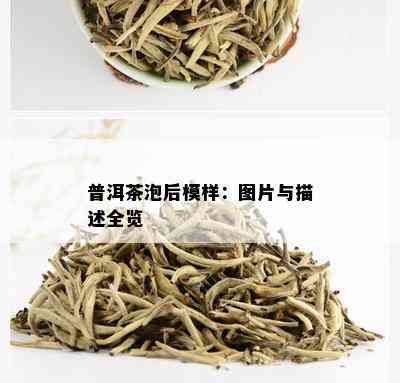 普洱茶泡后模样：图片与描述全览