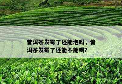 普洱茶发霉了还能泡吗，普洱茶发霉了还能不能喝？