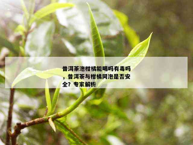 普洱茶泡柑橘能喝吗有吗，普洱茶与柑橘同泡是否安全？专家解析