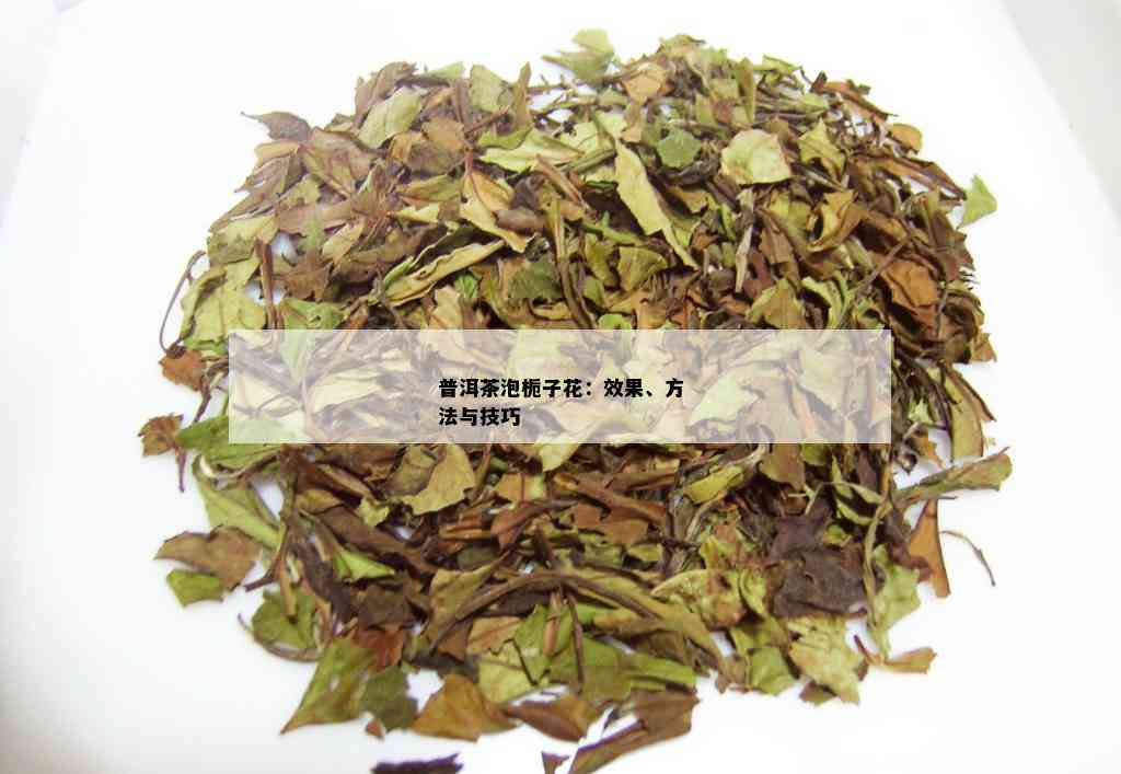 普洱茶泡栀子花：效果、方法与技巧