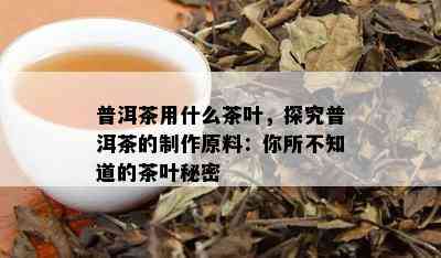 普洱茶用什么茶叶，探究普洱茶的制作原料：你所不知道的茶叶秘密