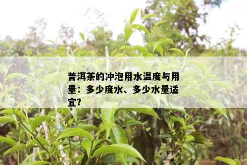 普洱茶的冲泡用水温度与用量：多少度水、多少水量适宜？