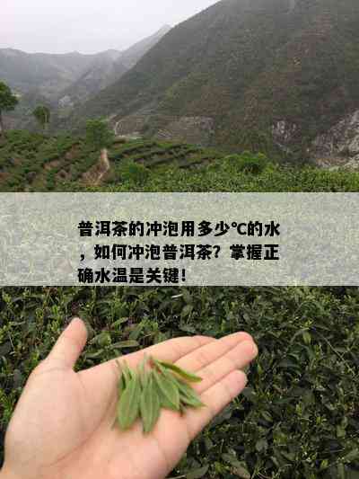 普洱茶的冲泡用多少℃的水，如何冲泡普洱茶？掌握正确水温是关键！