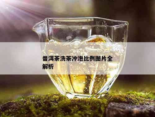 普洱茶洗茶冲泡比例图片全解析