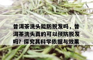 普洱茶洗头能防脱发吗，普洱茶洗头真的可以预防脱发吗？探究其科学依据与效果