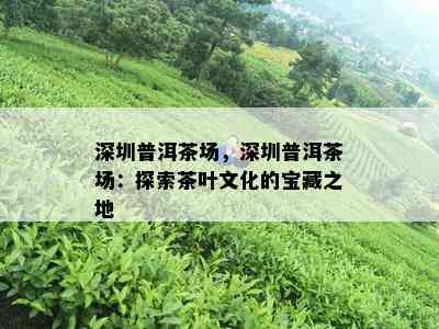 深圳普洱茶场，深圳普洱茶场：探索茶叶文化的宝藏之地