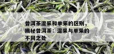 普洱茶混采和单采的区别，揭秘普洱茶：混采与单采的不同之处