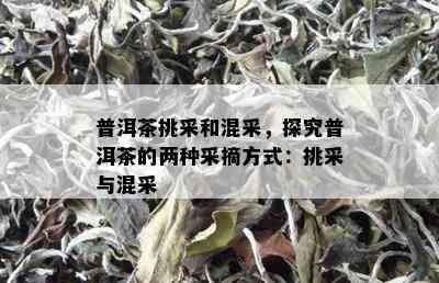 普洱茶挑采和混采，探究普洱茶的两种采摘方式：挑采与混采