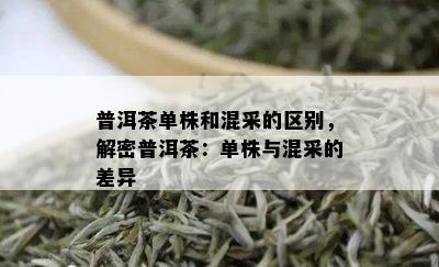 普洱茶单株和混采的区别，解密普洱茶：单株与混采的差异