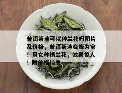 普洱茶渣可以种兰花吗图片及价格，普洱茶渣变废为宝！用它种植兰花，效果惊人！附价格信息