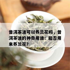 普洱茶渣可以养兰花吗，普洱茶渣的神奇用途：能否用来养兰花？