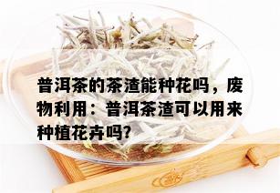 普洱茶的茶渣能种花吗，废物利用：普洱茶渣可以用来种植花卉吗？