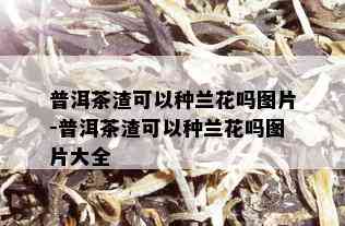 普洱茶渣可以种兰花吗图片-普洱茶渣可以种兰花吗图片大全