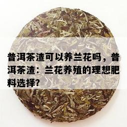 普洱茶渣可以养兰花吗，普洱茶渣：兰花养殖的理想肥料选择？